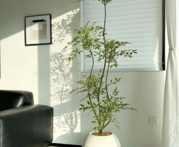 客廳放什么植物風(fēng)水好又好養(yǎng)？8款客廳盆栽綠植推薦